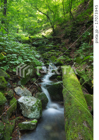 渓流と新緑(東京檜原村三頭大滝) 渓流と新緑(東京檜原村三頭大滝) 17073945