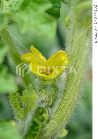 小玉スイカの家庭菜園 17074102