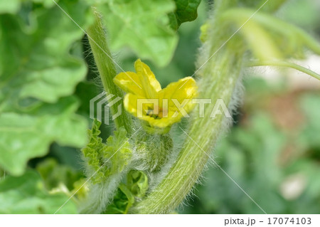 小玉スイカの家庭菜園 小玉スイカの家庭菜園 17074103