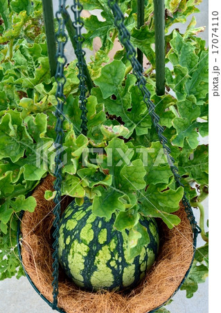 小玉スイカの家庭菜園 小玉スイカの家庭菜園 17074110