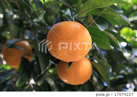 夏みかん 夏みかん 17074227