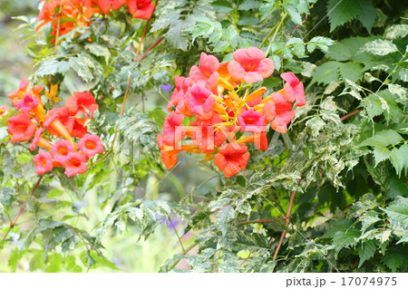 ノウゼンカズラの花 ノウゼンカズラの花 17074975