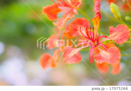 Beautiful flower Beautiful flower 17075268