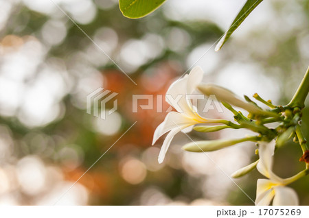 White Flower with bokeh White Flower with bokeh 17075269