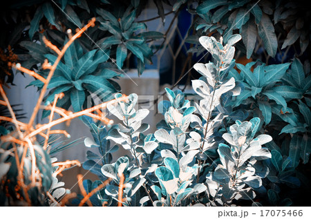 Background of jackfruit tree leafs Background of jackfruit tree leafs 17075466