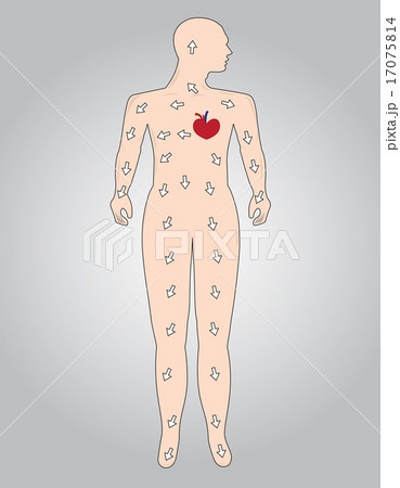 The function of the cardiovascular system 17075814