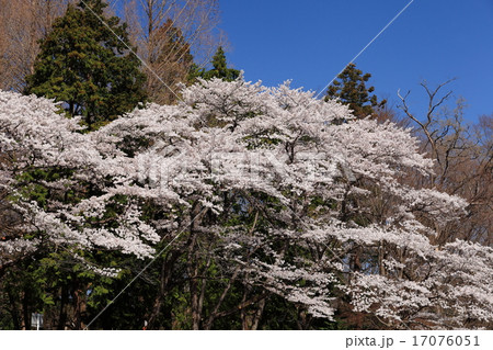 釜の淵公園の桜 釜の淵公園の桜 17076051