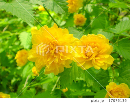 ヤマブキ 17076136