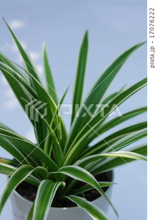 オリヅルラン オリヅルラン 17076222