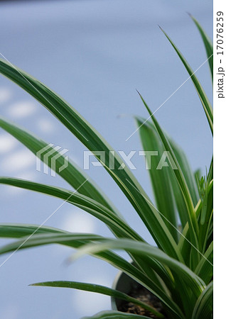 オリヅルラン オリヅルラン 17076259