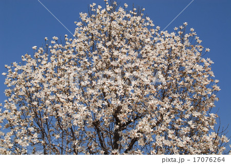 葉が出る前に6枚の花びらのある白い花をつけるコブシの写真素材
