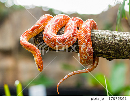Corn snake wrapped around a branch 17076361