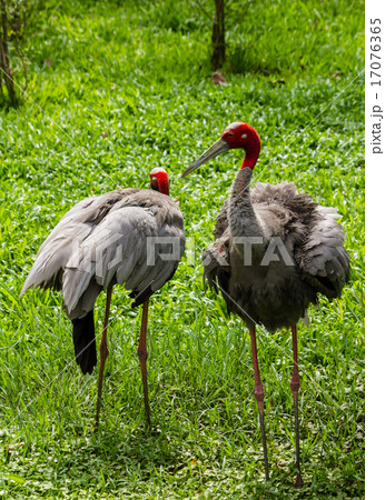 Couple Eastern Sarus Crane Couple Eastern Sarus Crane 17076365