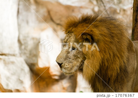 Lion 17076367
