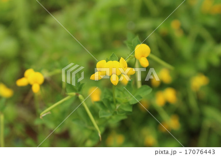 都草 都草 17076443