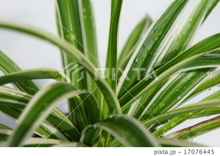 オリヅルラン 17076445