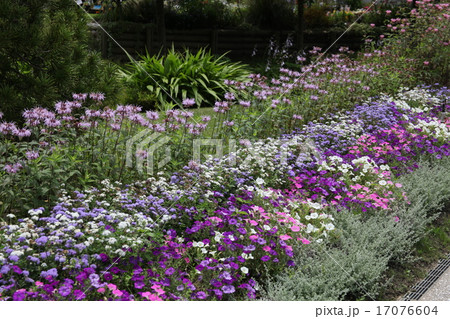 パステルカラーの花壇 17076604
