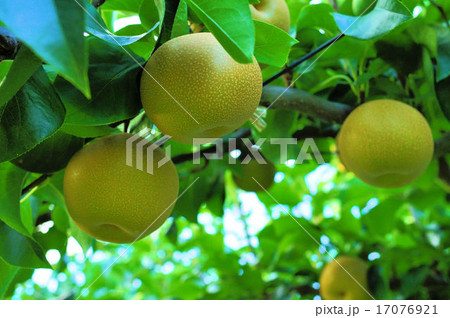 浜なし園 浜なし園 17076921