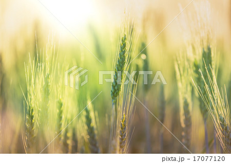 Wheat 17077120