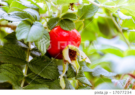 DOG-ROSE DOG-ROSE 17077234