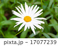camomile 17077239