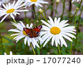 Butterfly on camomile 17077240