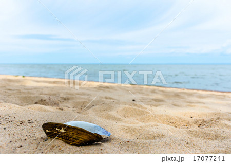 seashell on the beach 17077241
