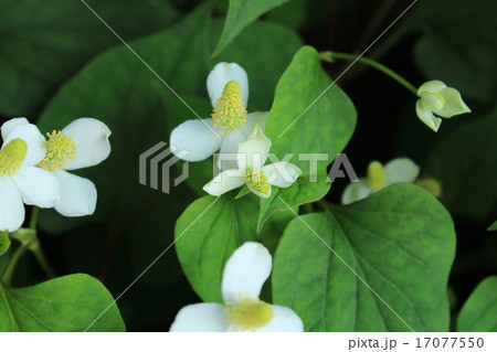どくだみの開花 どくだみの開花 17077550