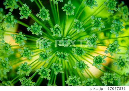 Beautiful cow parsnip Heracleum  Beautiful cow parsnip Heracleum  17077831