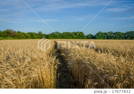 Ripe gold wheat Ripe gold wheat 17077832