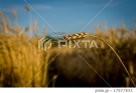 Ripe gold wheat 17077833