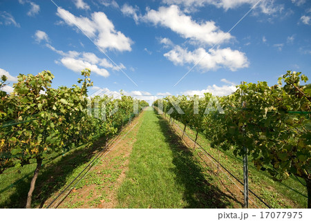 Vineyard Scene 17077975