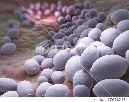 Candida albicans bacteria 17078243
