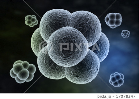 Cell division Cell division 17078247