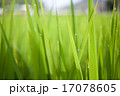 雨上がりの稲 17078605