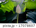 蓮 17078607