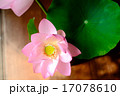 蓮の花 17078610