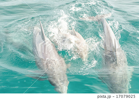 イルカの親子 イルカの親子 17079025