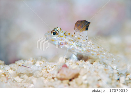 ハゼの幼魚 ハゼの幼魚 17079059