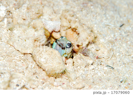 ジョーフィッシュ 17079060