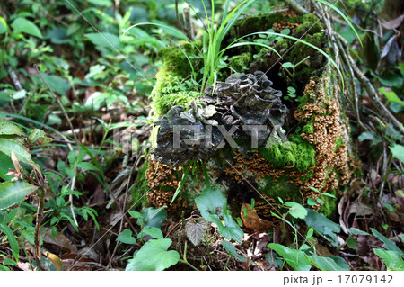 モミジウロコタケ 17079142