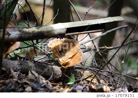 ヒダウロコタケ ヒダウロコタケ 17079151