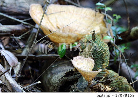 ヒダウロコタケ 17079158