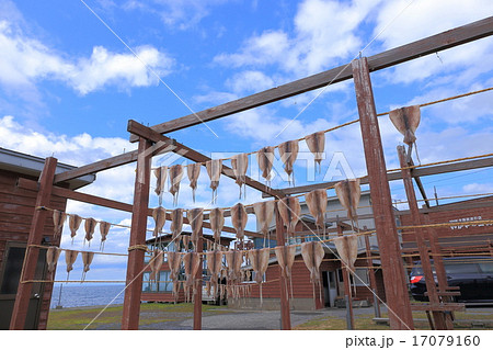 鰺ヶ沢の焼きイカ 天日干し 鰺ヶ沢の焼きイカ 天日干し 17079160