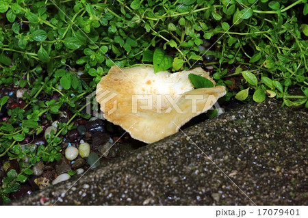 ツチカブリ　きのこ 17079401