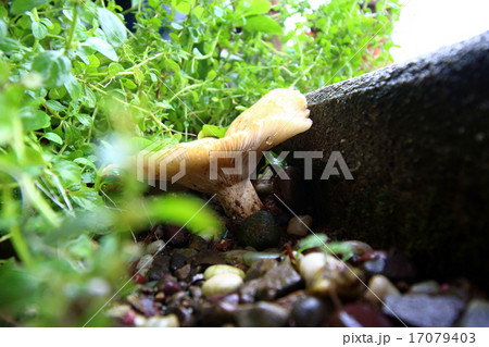 ツチカブリ　きのこ 17079403