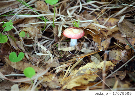 ニオイコベニタケ 17079609