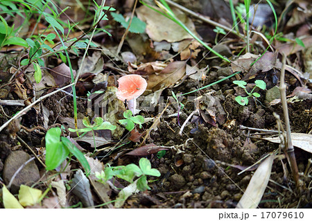 ニオイコベニタケ 17079610