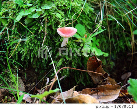 ニオイコベニタケ 17079611