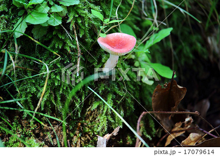 ニオイコベニタケ 17079614